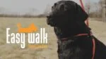 Szelki dla psa ze smyczą z liny, czarne – Easy Walk z uchwytem - obrazek 5