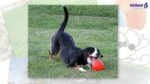 Odbijająca się piłka dla psa, unosząca się na wodzie, jagodowa M, 15 cm – Jolly Pets Bounce-n Play - obrazek 3