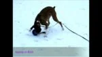 Piłka dla psa z liną, pływająca, waniliowa M (15 cm) – Jolly Pets Romp-n-Roll - obrazek 2
