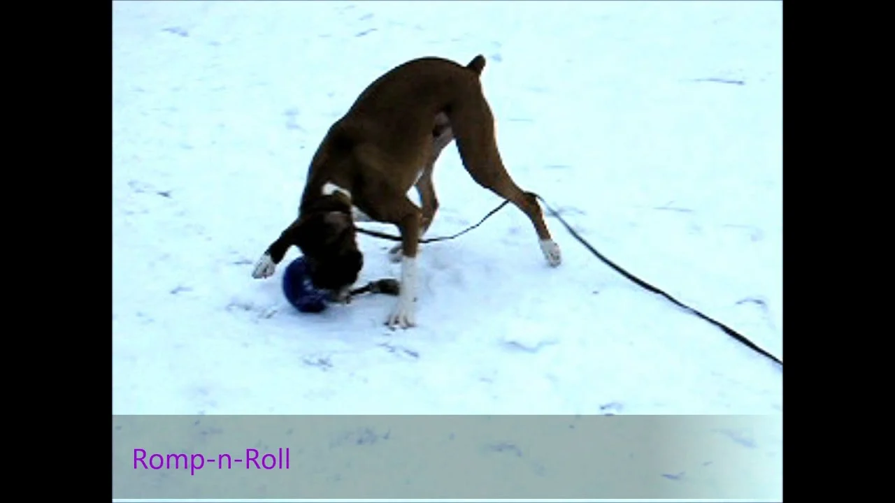 Piłka dla psa z liną, pływająca, waniliowa M (15 cm) – Jolly Pets Romp-n-Roll - obrazek 2