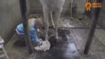 Olej do kopyt z olejkiem z drzewa herbacianego, 500 ml – Paardenpraat TV Hoefglansolie - obrazek 2