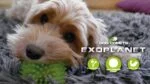 Piłka dla psa z kolcami i piszczałką, M 8 cm, pomarańczowa – Dog Comets Exoplanet - obrazek 3