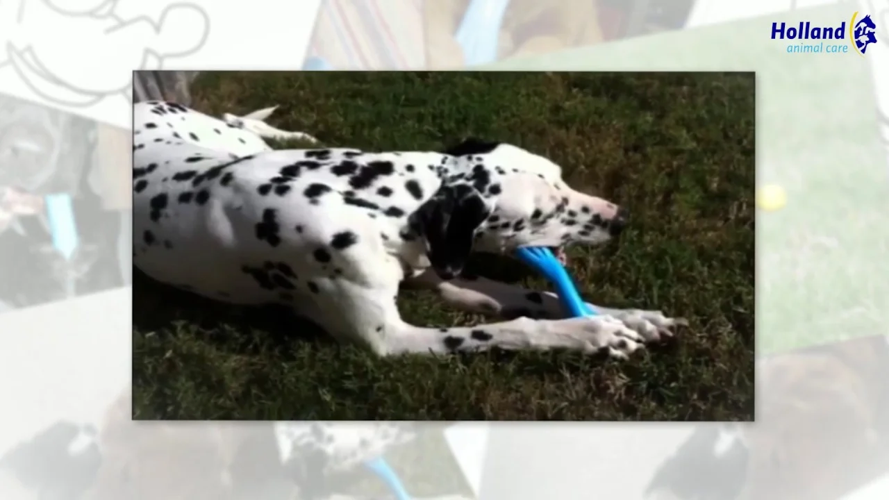 Gumowa kość do gryzienia dla psów o zapachu wanilii, 15 cm – Jolly Pets Jolly Bone S - obrazek 3