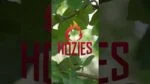 Zabawka dla psa z węża strażackiego, M – Hozies Billy Bengal - obrazek 2