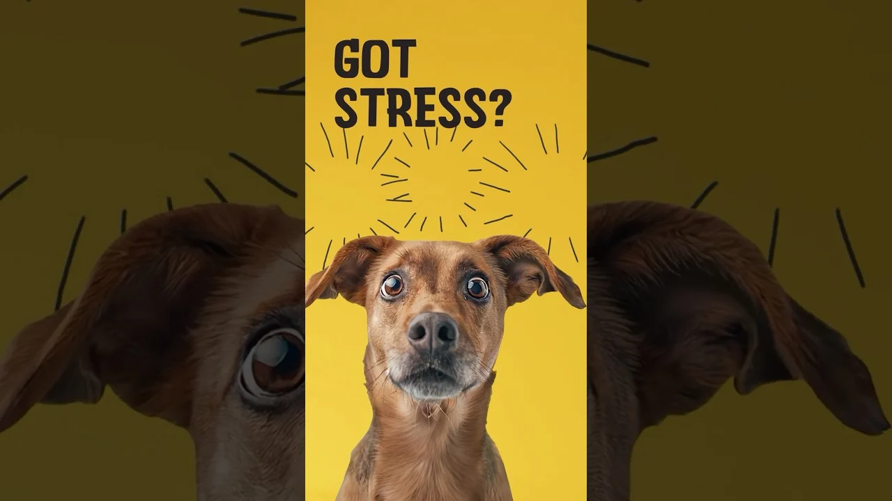 Miękkie przysmaki do żucia dla psów w stresujących sytuacjach, 60 sztuk – Excellent Pets No Stress Soft Chews - obrazek 2