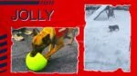 Piłka do aportowania dla psa, pomarańczowo biała, 15 cm – Jolly Pets Jolly Soccer Ball - obrazek 5