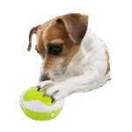 Przyciski treningowe dla psów z funkcją nagrywania, 4 sztuki, 11 x 11 x 6 cm – AFP Interactives - Dog Interpreter - obrazek 2