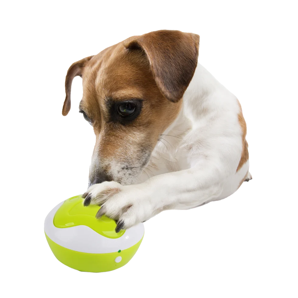 Przyciski treningowe dla psów z funkcją nagrywania, 4 sztuki, 11 x 11 x 6 cm – AFP Interactives - Dog Interpreter - obrazek 2