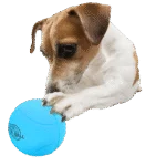 Gumowa piłka dla psa z grzechotką, ø 6,3 cm – AFP Meta Ball Bounce & Rattle Ball - obrazek 3