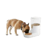 Automatyczny karmnik dla psa z pojemnikiem, 3 l – AFP Lifestyle 4 Pets Gravity Pet Food Feeder - obrazek 2
