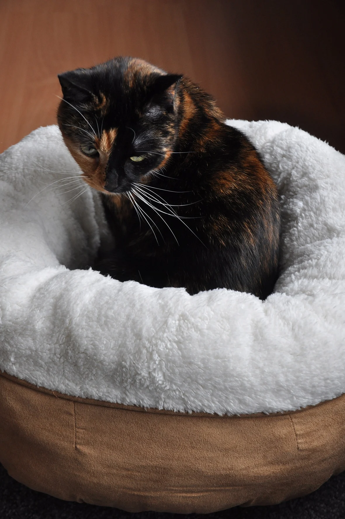 Pluszowe legowisko dla psa w kształcie donuta, beżowe, 45 x 45 x 25 cm – AFP Lambswool Donut Bed - obrazek 3