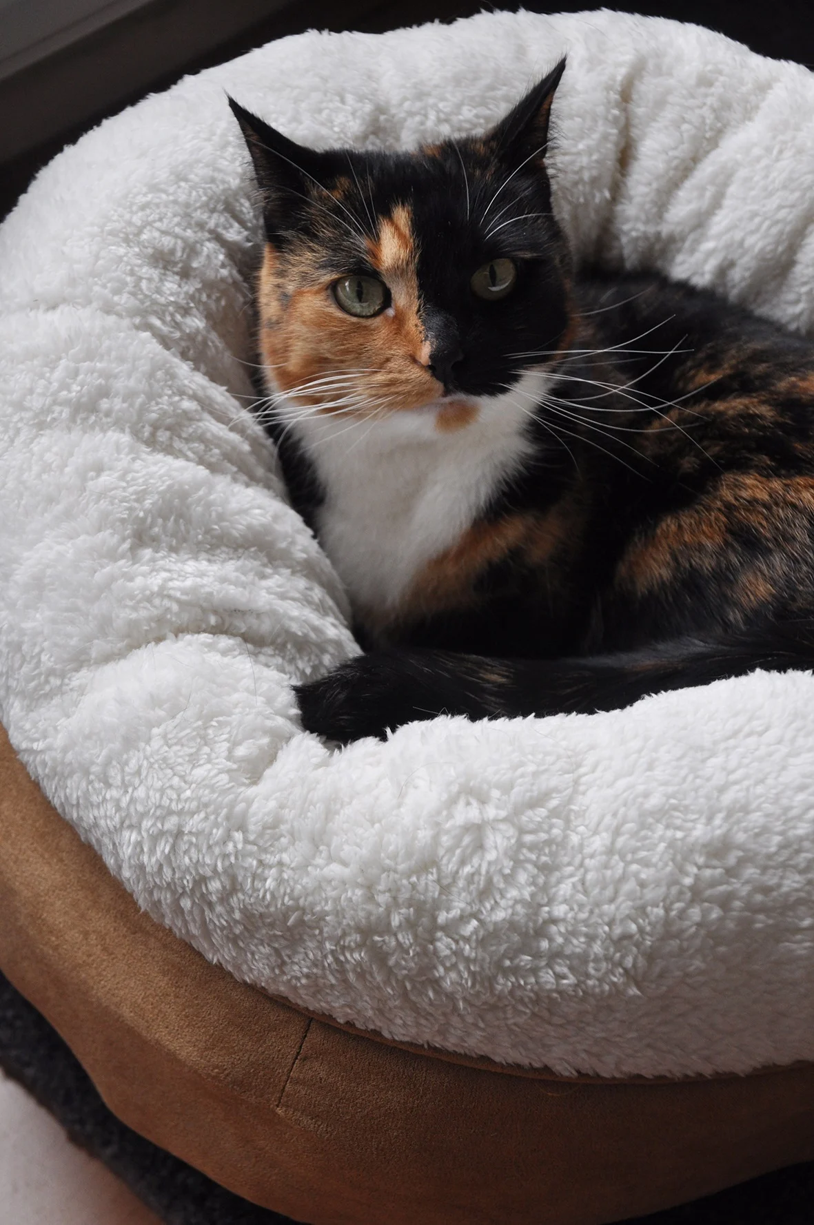 Pluszowe legowisko dla psa w kształcie donuta, beżowe, 45 x 45 x 25 cm – AFP Lambswool Donut Bed - obrazek 2