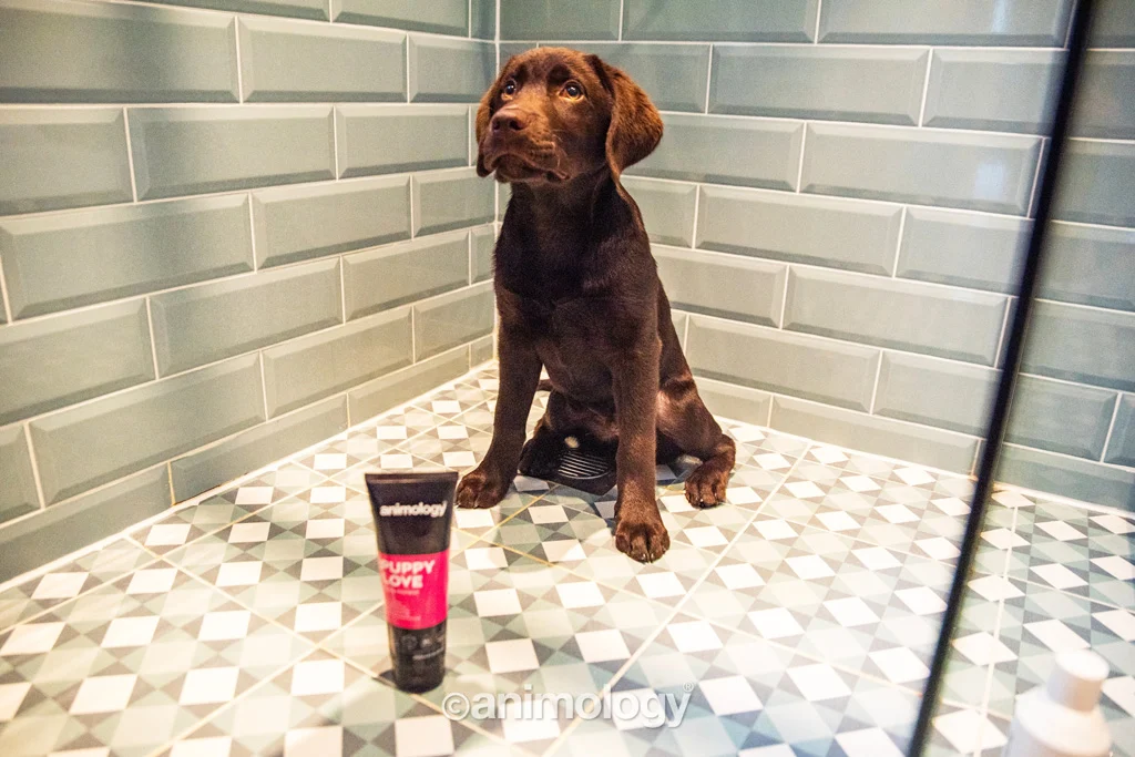 Szampon dla szczeniąt o wrażliwej skórze, 250 ml – Animology Puppy Love - obrazek 3