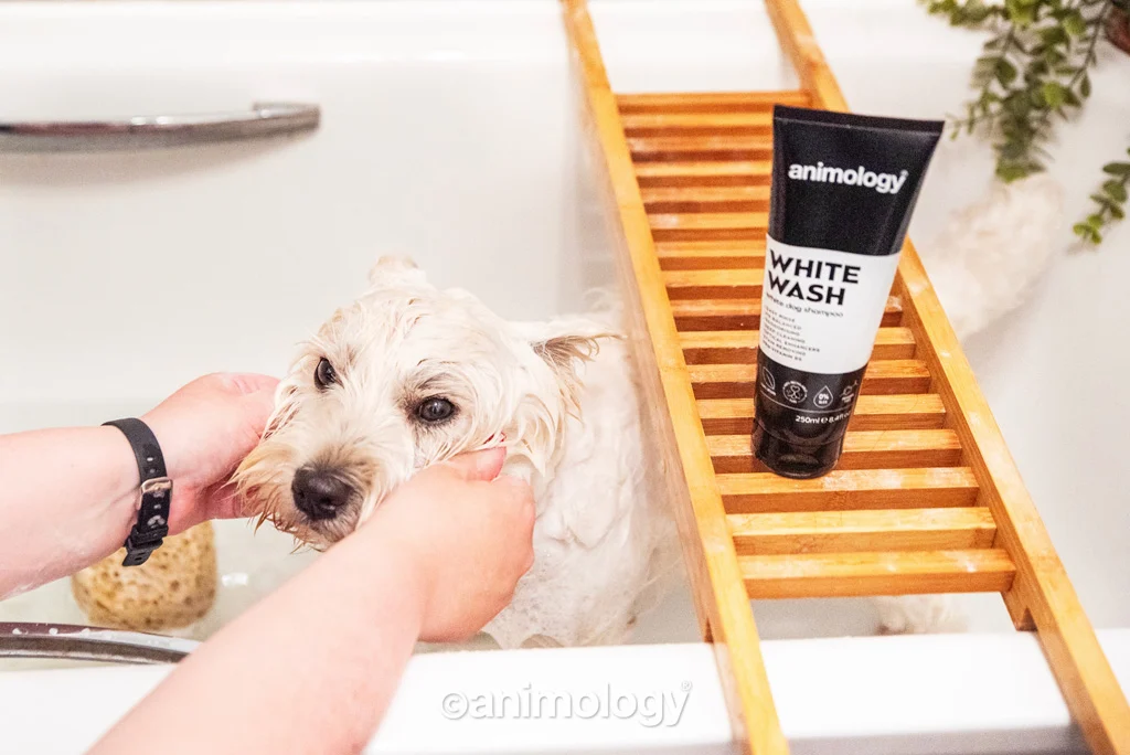 Szampon dla psów o białej i jasnej sierści, 250 ml – Animology White Wash - obrazek 2