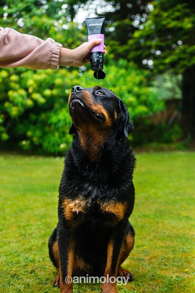 Szampon dla psów do zmywania pcheł i kleszczy, 250 ml – Animology Flea & Tick - obrazek 3
