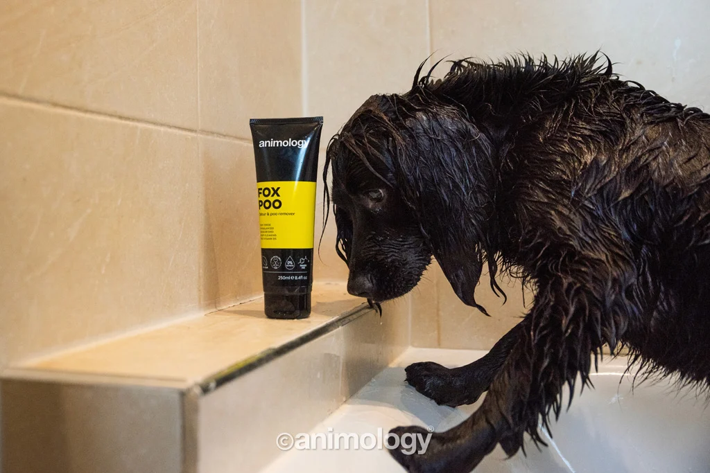 Szampon dla psów na nieprzyjemne zapachy, 250 ml – Animology Fox Poo - obrazek 3