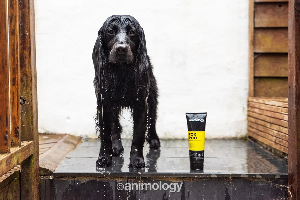 Szampon dla psów na nieprzyjemne zapachy, 250 ml – Animology Fox Poo - obrazek 4