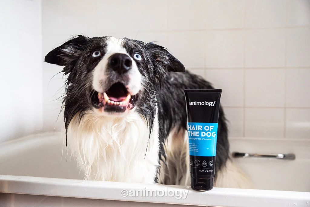 Szampon dla psa ułatwiający rozczesywanie z odżywką, 250 ml – Animology Hair Of The Dog Anti-Tangle - obrazek 3