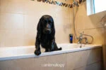 Odżywka dla psów ułatwiająca rozczesywanie, 250 ml – Animology Top Dog Conditioner - obrazek 2