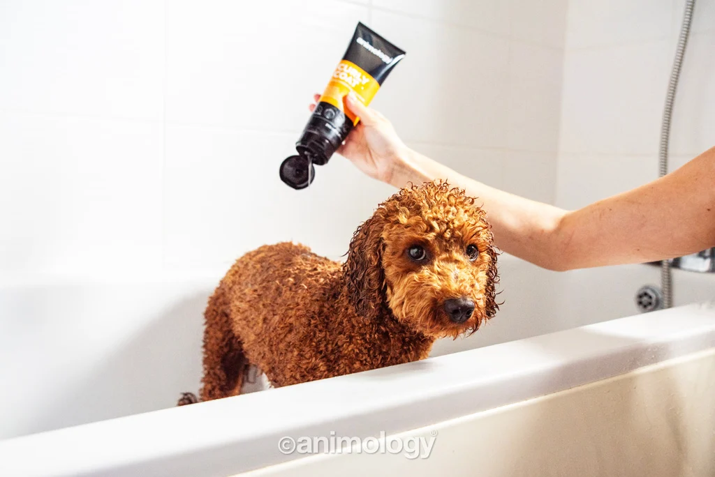 Szampon dla psów o kręconej sierści, 250 ml – Animology Curly Coat - obrazek 2