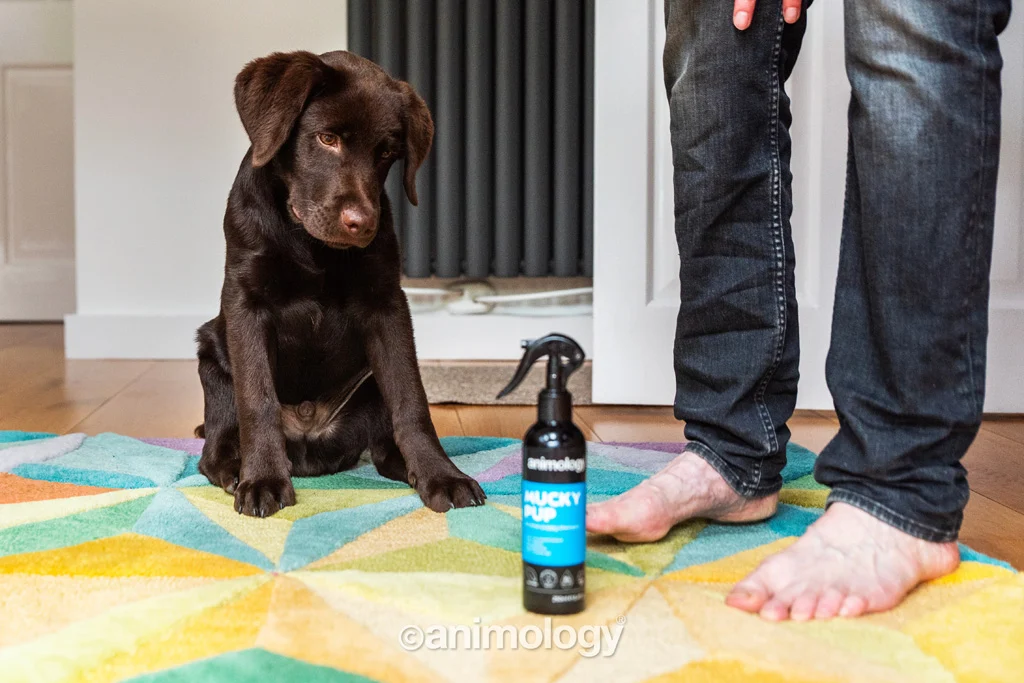 Szampon w sprayu dla szczeniąt bez spłukiwania, 250 ml – Animology Mucky Pup - obrazek 2