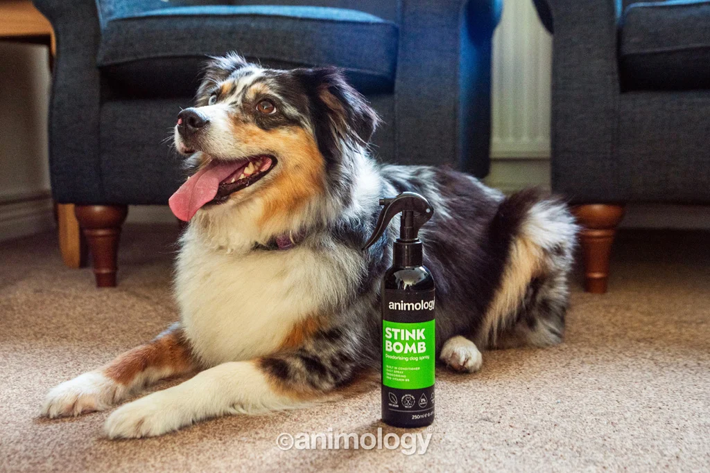 Spray do sierści psa neutralizujący nieprzyjemne zapachy, 250 ml – Animology Stink Bomb Deodorising Dog Spray - obrazek 2