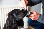 Balsam do łap dla psów, także do nosa, 50 ml – Animology Paws & Nose Balm - obrazek 4