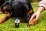 Balsam do łap dla psów, także do nosa, 50 ml – Animology Paws & Nose Balm - obrazek 5