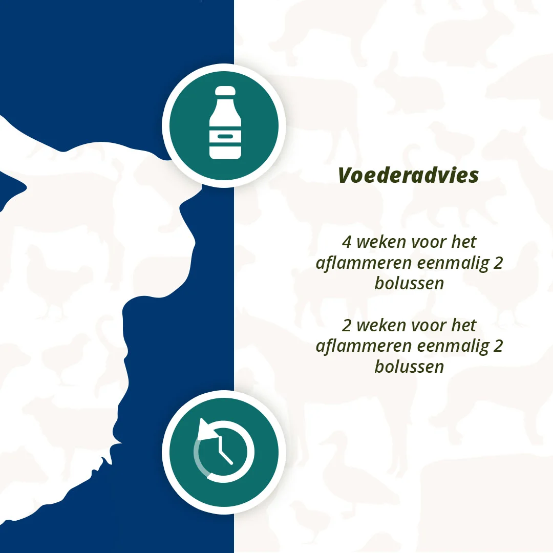 Bolus energetyczny dla owiec i kóz, 24 sztuki – Excellent Ener Bolus dla owiec i kóz - obrazek 5