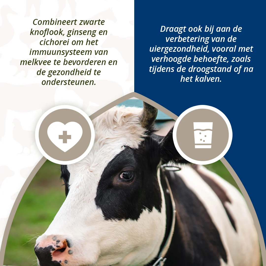 Bolus na wymiona dla bydła mlecznego z czarnym czosnkiem, 4 x 60 g – Direct Bolus Udder Support - obrazek 4