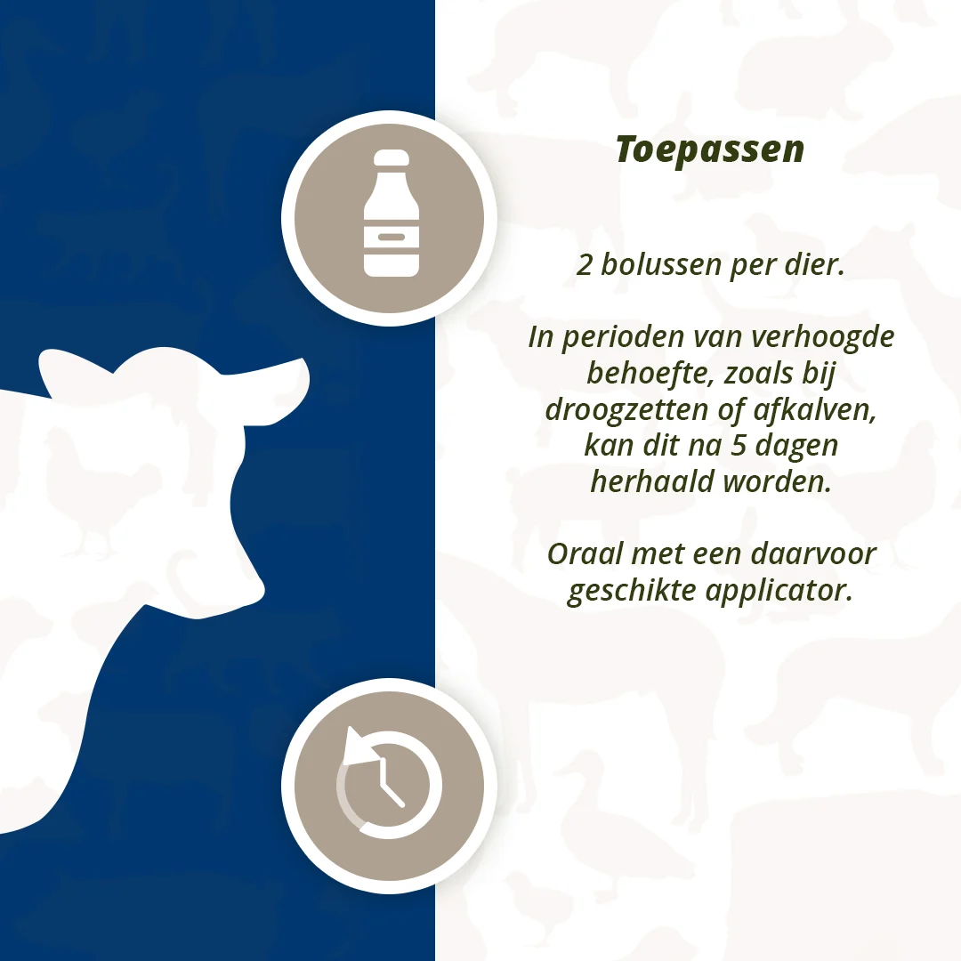Bolus na wymiona dla bydła mlecznego z czarnym czosnkiem, 4 x 60 g – Direct Bolus Udder Support - obrazek 5