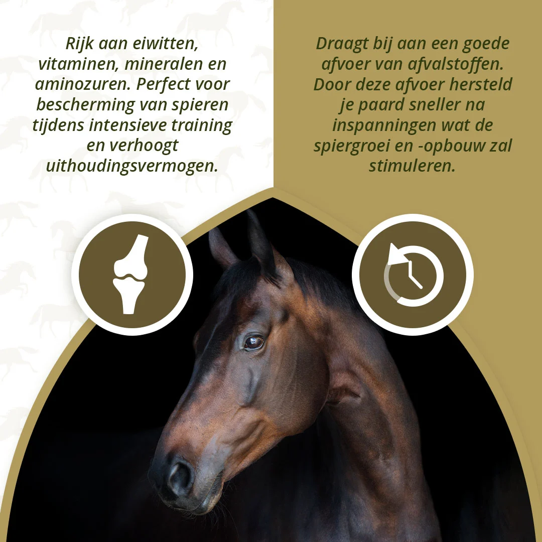 Suplement na mięśnie dla koni z algami, 1 kg – Excellent Horse Turbo - obrazek 3