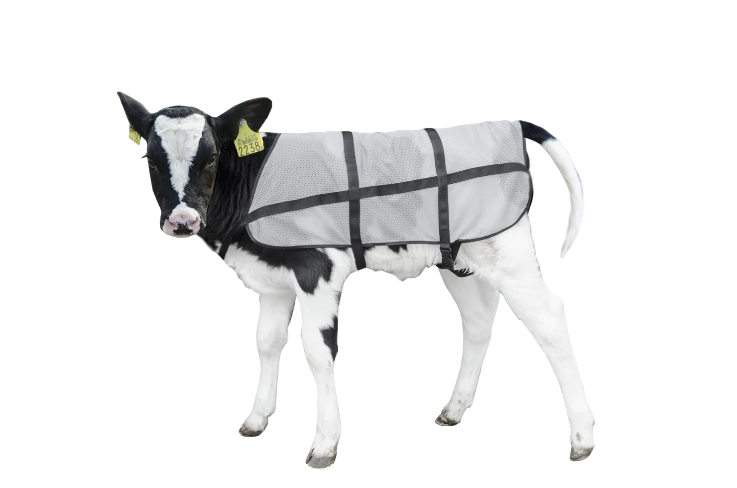 BODY0600.png Letnia derka dla cieląt, przewiewna, długość grzbietu 70 cm – Bodyguard Calf Summer Blanket - obrazek 1