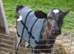 Letnia derka dla cieląt, przewiewna, długość grzbietu 70 cm – Bodyguard Calf Summer Blanket - obrazek 4