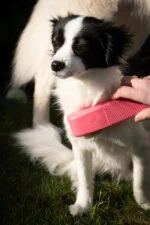 Szczotka dla psa do mycia i masażu Medium różowa, 17,5 cm – Excellent Pets Grooming Brush - obrazek 2