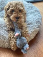 Pluszowy królik dla psa z piszczałką – Bunny Puppy Crunchy Knot - obrazek 3