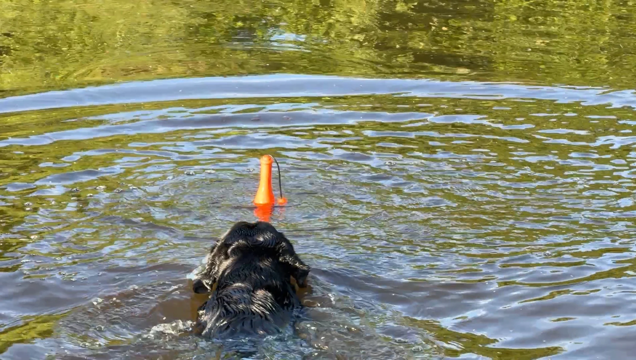 Zabawka do aportowania ze sznurkiem do wody, 23 cm, zielona – Dog Comets Bobber - obrazek 4