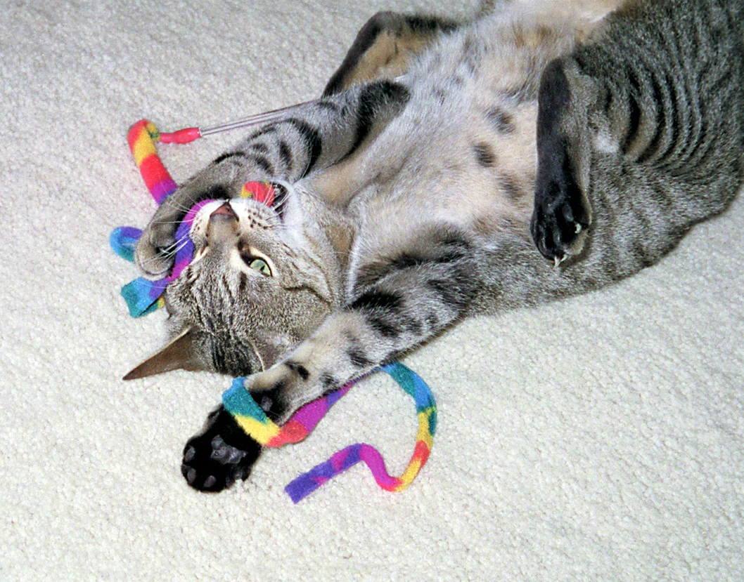 Interaktywna zabawka dla kota – Cat Dancer Cat Charmer - obrazek 2