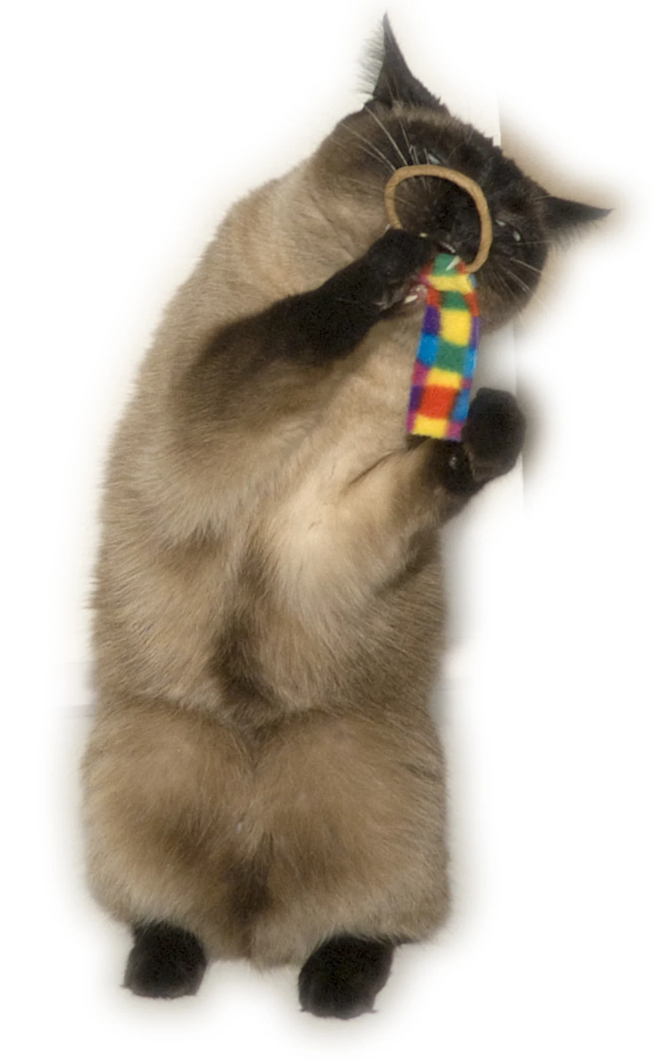 Zestaw zabawek dla kota, 2 sztuki – Cat Dancer Ring Tail Chasers - obrazek 2