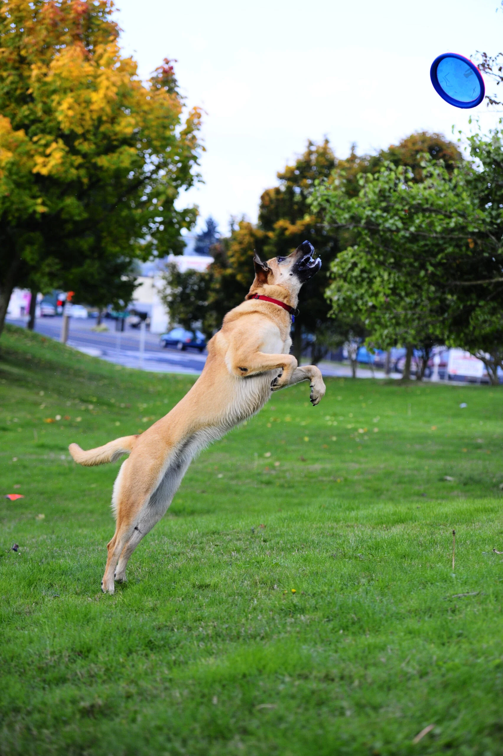 Frisbee dla psa, pływające, Ø 16 cm – Chuckit! Paraflight S - obrazek 2