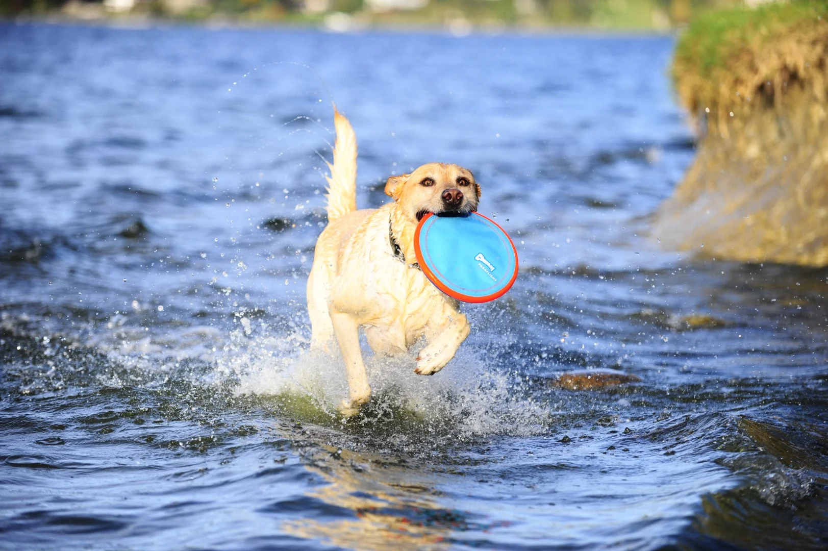 Frisbee dla psa, pływające, Ø 16 cm – Chuckit! Paraflight S - obrazek 5