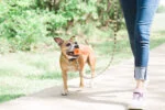 Aport z miękkiej gumy, pływający, 31 cm – Chuckit! Air Fetch Stick - obrazek 4