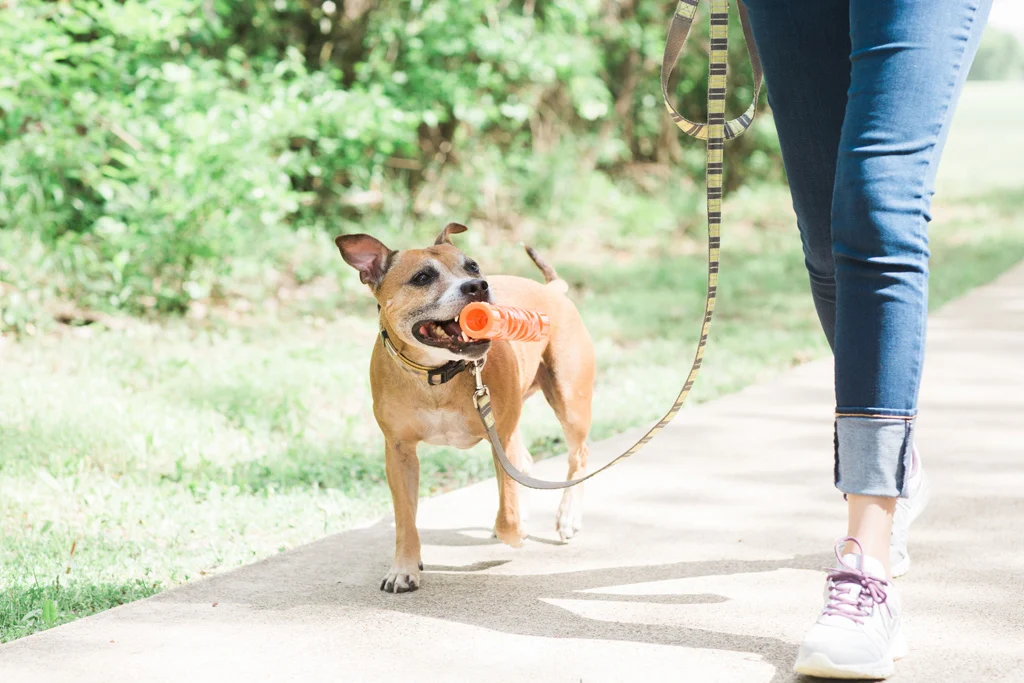 Aport z miękkiej gumy, pływający, 31 cm – Chuckit! Air Fetch Stick - obrazek 4