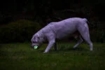 Świecąca piłka dla psa M, pływająca, 6 cm, 2 sztuki – Chuckit! Air Glow Fetch Ball - obrazek 6
