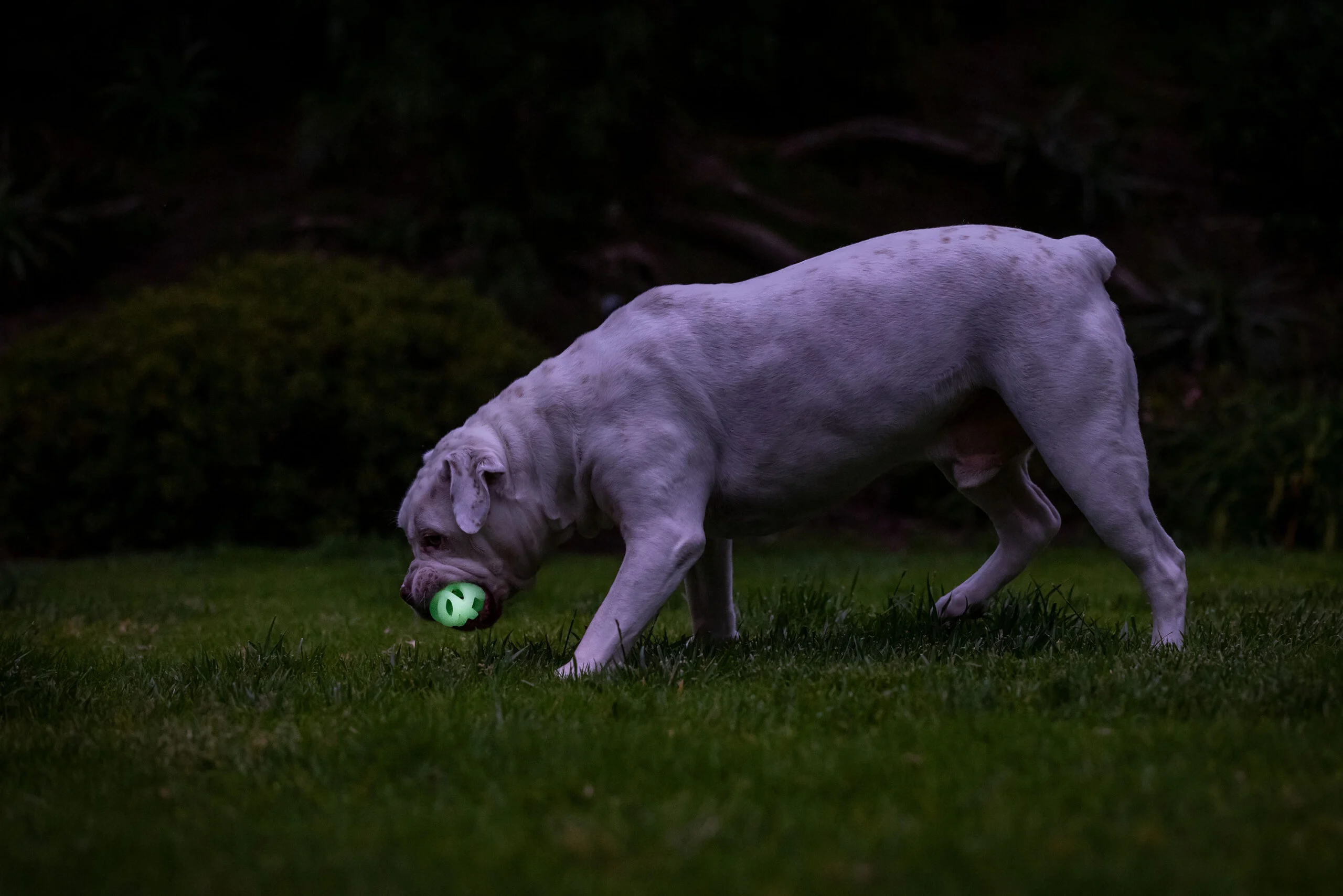 Świecąca piłka dla psa M, pływająca, 6 cm, 2 sztuki – Chuckit! Air Glow Fetch Ball - obrazek 6
