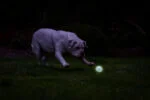 Świecąca piłka dla psa M, unosząca się na wodzie, 6 cm – Chuckit! Air Glow Fetch Ball - obrazek 5