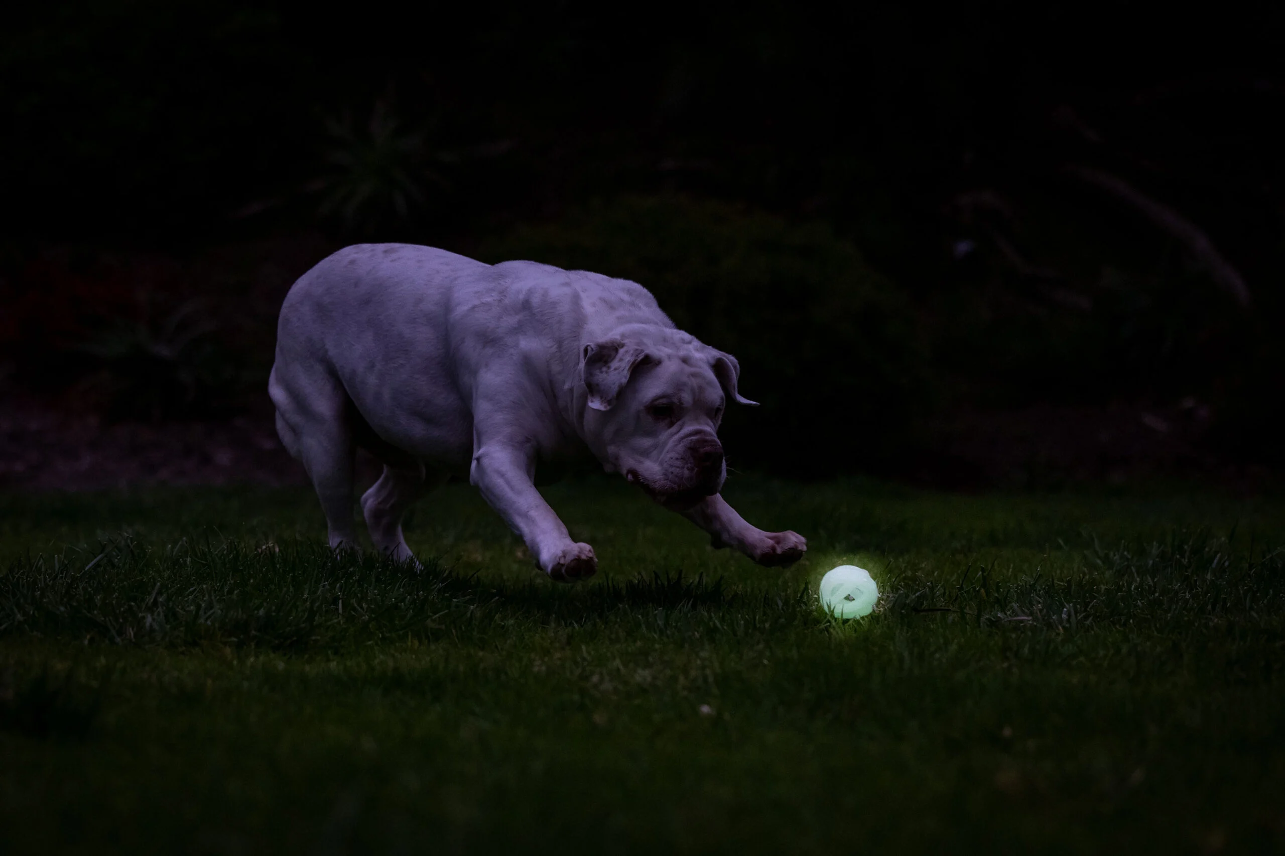Świecąca piłka dla psa M, unosząca się na wodzie, 6 cm – Chuckit! Air Glow Fetch Ball - obrazek 5