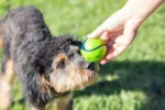 Piłki dla psa o zapachu bekonu i masła orzechowego, 4 sztuki – Chuckit! Sniff Fetch Ball Bacon & Peanut Butter M - obrazek 2