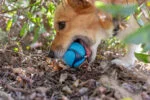 Piłki dla psa o zapachu bekonu i masła orzechowego, 4 sztuki – Chuckit! Sniff Fetch Ball Bacon & Peanut Butter M - obrazek 3