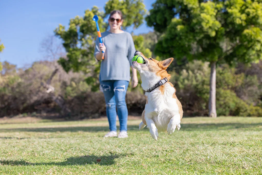 Piłki dla psa o zapachu bekonu i masła orzechowego, 4 sztuki – Chuckit! Sniff Fetch Ball Bacon & Peanut Butter M - obrazek 5